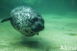 Gewone zeehond (Phoca vitulina)