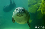 Gewone zeehond (Phoca vitulina)