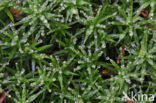 haircap moss (Polytrichum commune)
