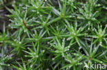 haircap moss (Polytrichum commune)