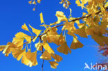 Ginkgo (Ginkgo)