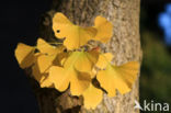 Ginkgo