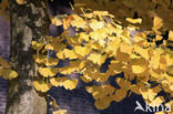 Ginkgo (Ginkgo)