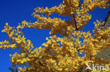 Ginkgo (Ginkgo)