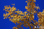 Ginkgo (Ginkgo)