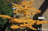 Ginkgo (Ginkgo)