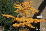 Ginkgo