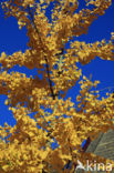 Ginkgo