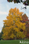 Ginkgo (Ginkgo)