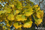 Ginkgo (Ginkgo)