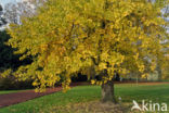 Ginkgo (Ginkgo)