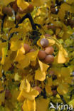 Ginkgo (Ginkgo)