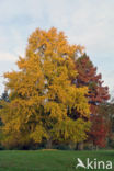 Ginkgo (Ginkgo)