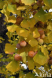 Ginkgo (Ginkgo)