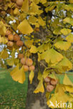 Ginkgo (Ginkgo)