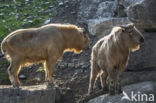 Gouden takin (Budorcas taxicolor bedfordi)