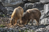 Gouden takin (Budorcas taxicolor bedfordi)