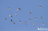 Golden Plover (Pluvialis apricaria)