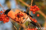 Eurasian Bullfinch (Pyrrhula pyrrhula)