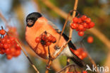 Eurasian Bullfinch (Pyrrhula pyrrhula)