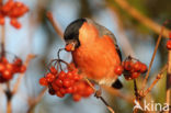 Eurasian Bullfinch (Pyrrhula pyrrhula)