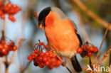 Eurasian Bullfinch (Pyrrhula pyrrhula)