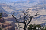 Grand Canyon National Park