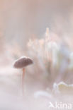 Graskleefsteelmycena (Mycena epipterygia)