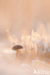 Graskleefsteelmycena (Mycena epipterygia)