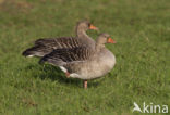 Grey Lag-Goose (Anser anser)