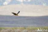 Montagu s Harrier (Circus pygargus)