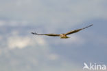 Montagu s Harrier (Circus pygargus)