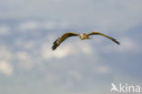 Montagu s Harrier (Circus pygargus)