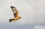 Montagu s Harrier (Circus pygargus)