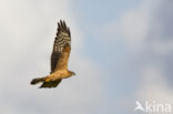 Montagu s Harrier (Circus pygargus)