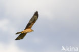 Montagu s Harrier (Circus pygargus)