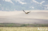 Montagu s Harrier (Circus pygargus)