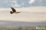 Montagu s Harrier (Circus pygargus)