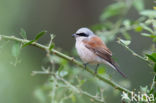 Grauwe Klauwier (Lanius collurio)