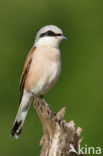 Red-backed Shrike (Lanius collurio)