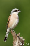 Red-backed Shrike (Lanius collurio)