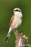 Red-backed Shrike (Lanius collurio)