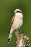 Red-backed Shrike (Lanius collurio)