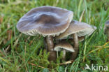 Slimy Waxcap (Hygrocybe unguinosa)