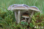 Slimy Waxcap (Hygrocybe unguinosa)