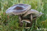 Grauwe wasplaat (Hygrocybe unguinosa)