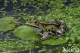 green frog (Rana esculenta 