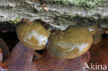 Groene schelpzwam (Panellus serotinus)