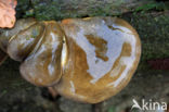 Groene schelpzwam (Panellus serotinus)