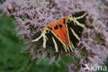 Garden Tiger (Arctia caja)